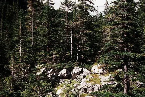 Impresja przyroda