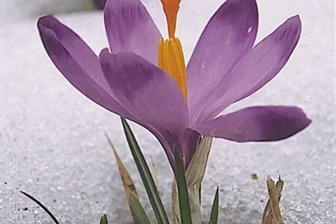 Krokus (szafran spiski)