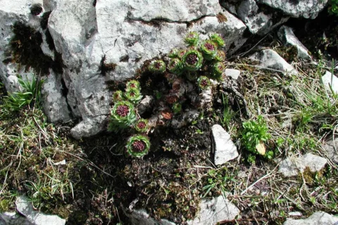 Przyroda