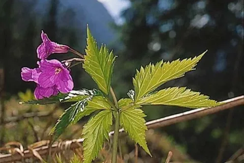 Dolina Strążyska z żywcem gruczołowatym i widokiem na Giewont