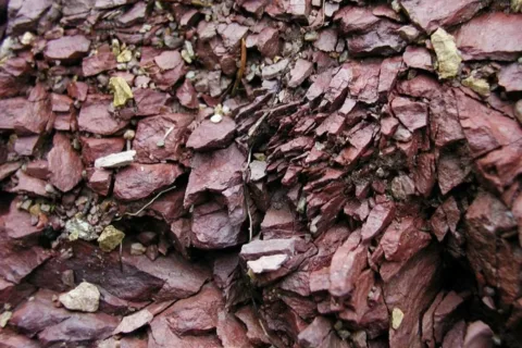 Przyroda