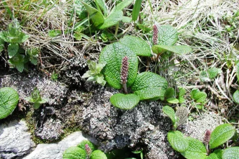 Przyroda