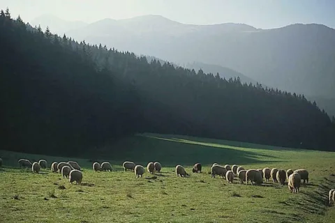 Owce na Wyżniej Miętusiej Kirze
