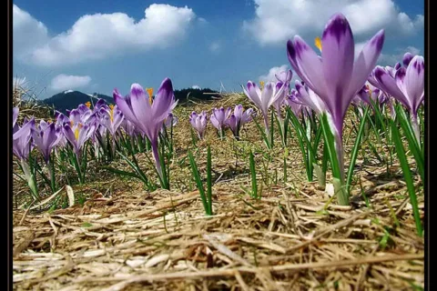 Krokusy