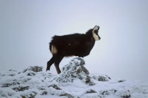 Kozica na Skrajnej Turni