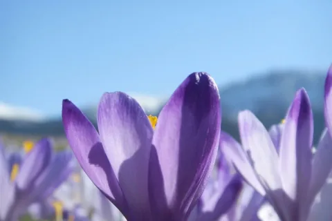 Krokus na Lipkach
