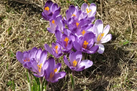krokusy w Chochołowskiej