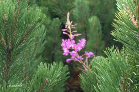 wierzbówka kiprzyca (Epilobium angustifolium)