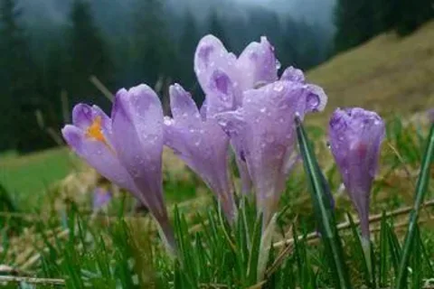 krokusy