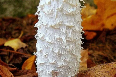 Czernidłak kołpakowaty (potocznie sowa)