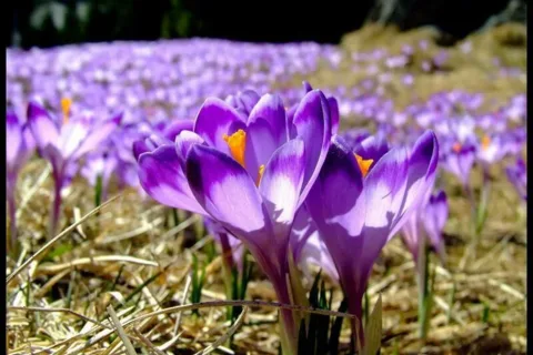 Krokusy