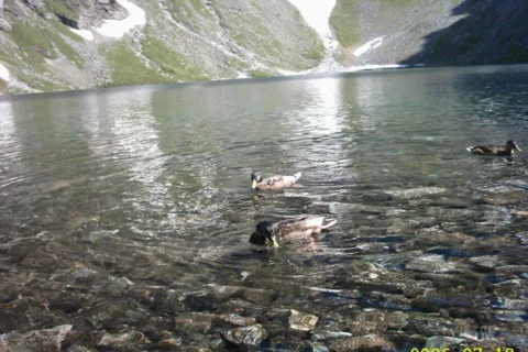 Przyroda Tatr