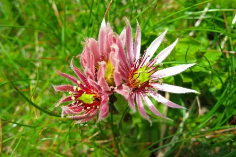 Rojnik Górski Sempervivum montanum