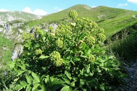 Roslinka