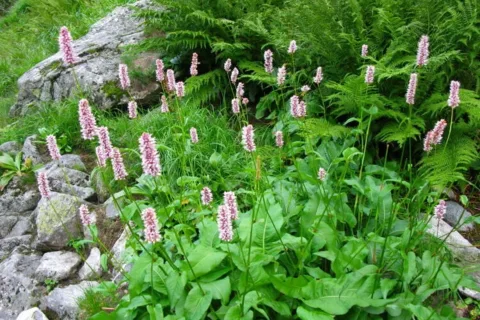 Rdest Wężownik Polygonum bistorta