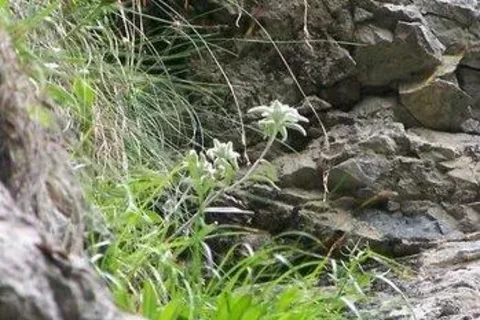 Szarotka alpejska