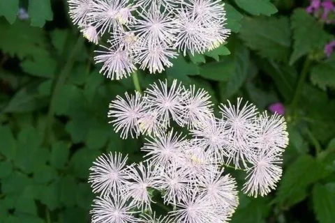 Rutewka orlikolistna
