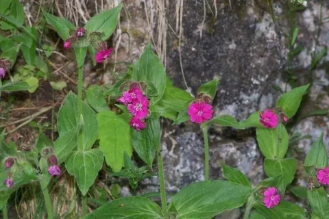Bniec czerwony