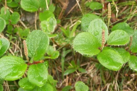 Wierzba żyłkowana