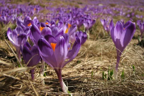Krokusy
