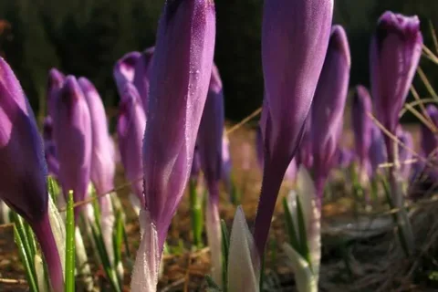 Musztra