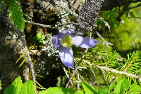 Powojnik alpejski