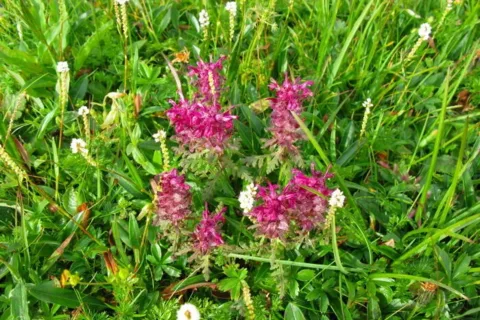 Gnidosz Okółkowy Pedicularis verticillata