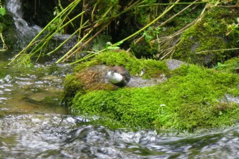 Pluszcz kordusek Cinclus cinclus