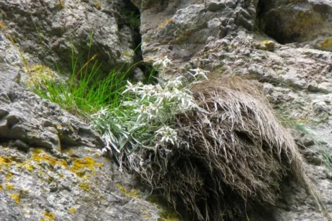 Szarotka Leontopodium alpinum