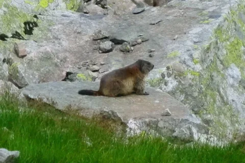 Świstak Marmota marmota