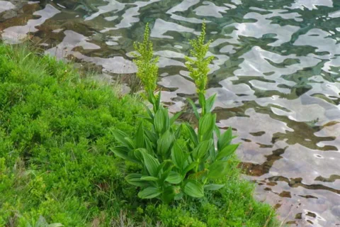 Ciemiężyca Zielona Veratrum lobelianum