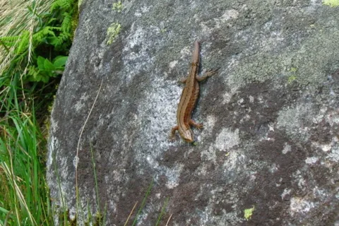 Jaszczurka Zwinka Lacerta agilis