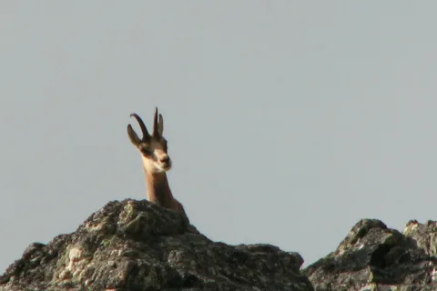 I can see ya