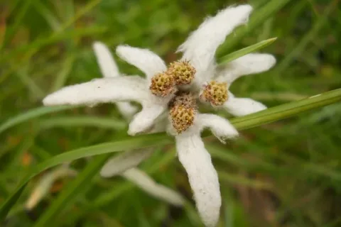 Szarotka alpejska