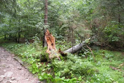 Gdzieś na szlaku