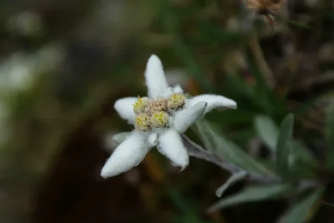 Szarotka alpejska