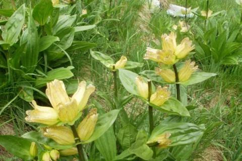 Goryczka Kropkowana