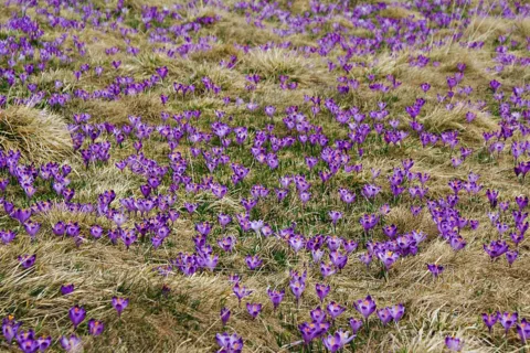 Krokusy