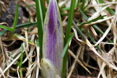 Krokusy