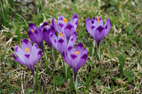 Krokusy