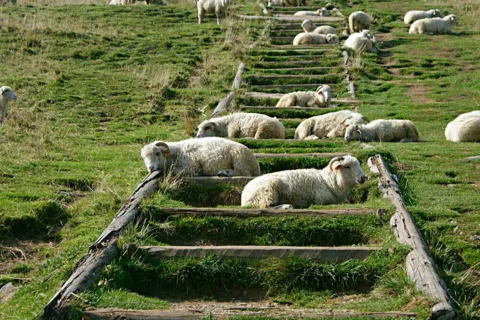 Owcza Perć