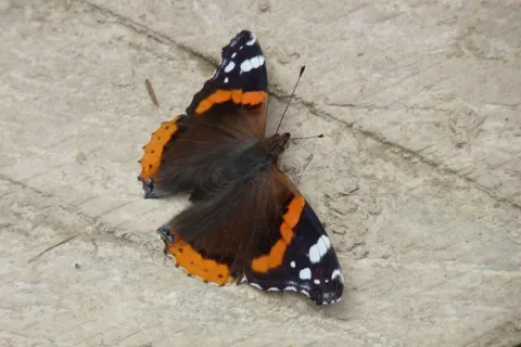 Motyl