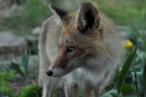 Lis