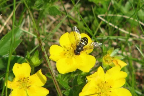 flora i fauna