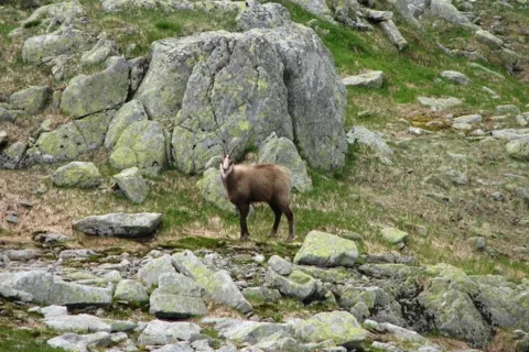 kozica pod Polskim Grzebieniem