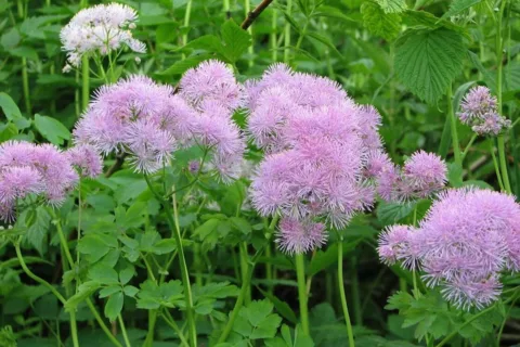 Rutewka ostrolistna