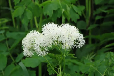Rutewka ostrolistna