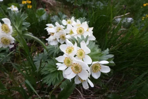 zawilec narcyzowaty