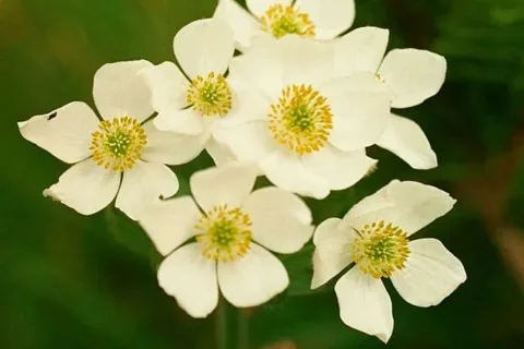 Zawilec narcyzowy