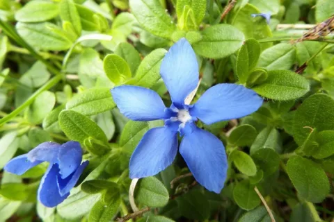 Goryczka wiosenna